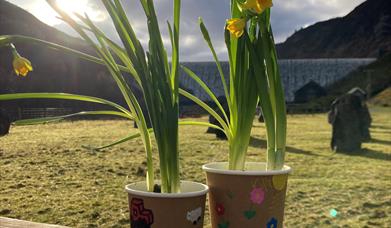 Two plant pots with daffodils in, sitting on a picnic bench outside