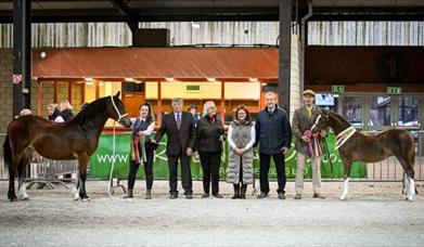 Welsh National Foal & Yearling Show