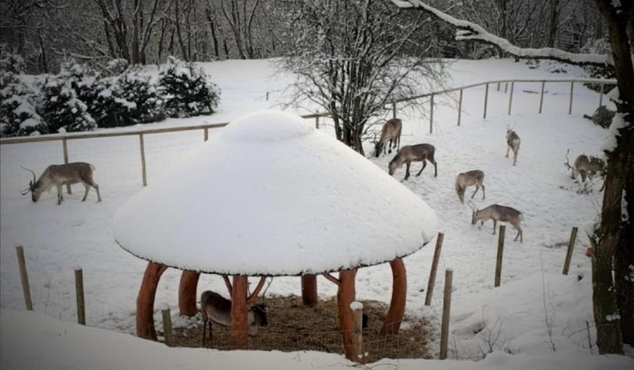 Reindeer Lodge Festival