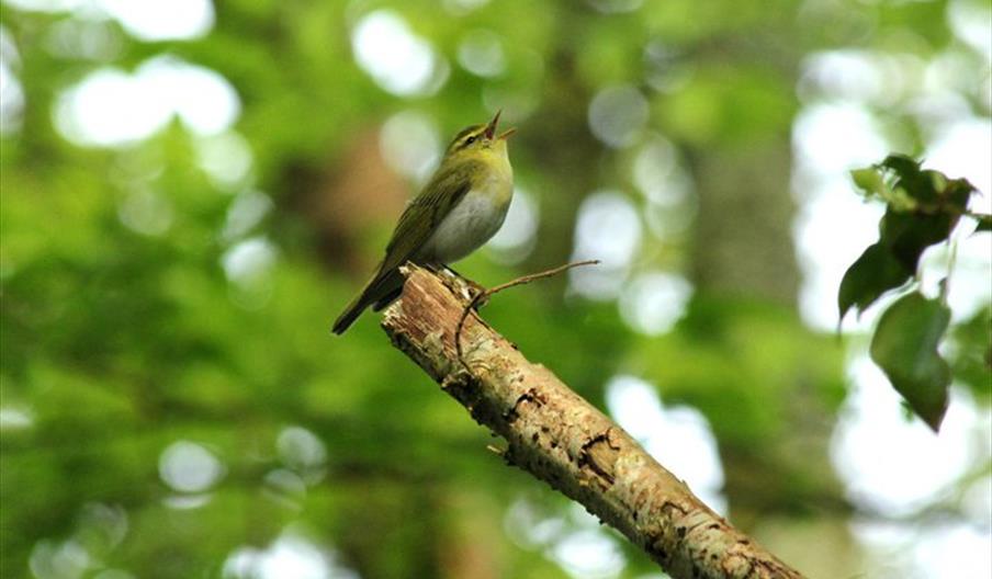 Woodland Birds