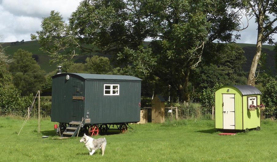 Hygge Hut and the Facilities hut in the meadow and a dog running around.