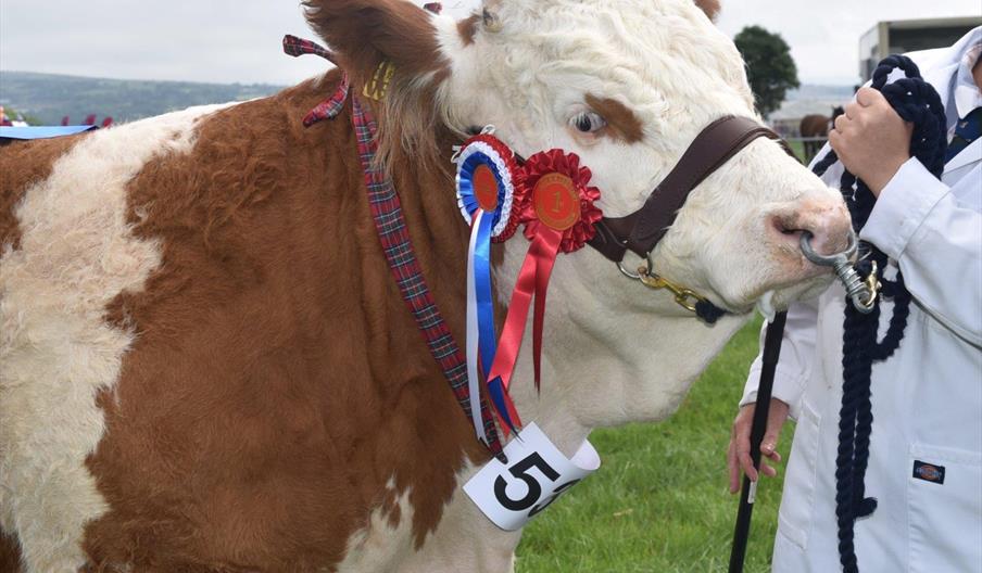 Cardigan County Show