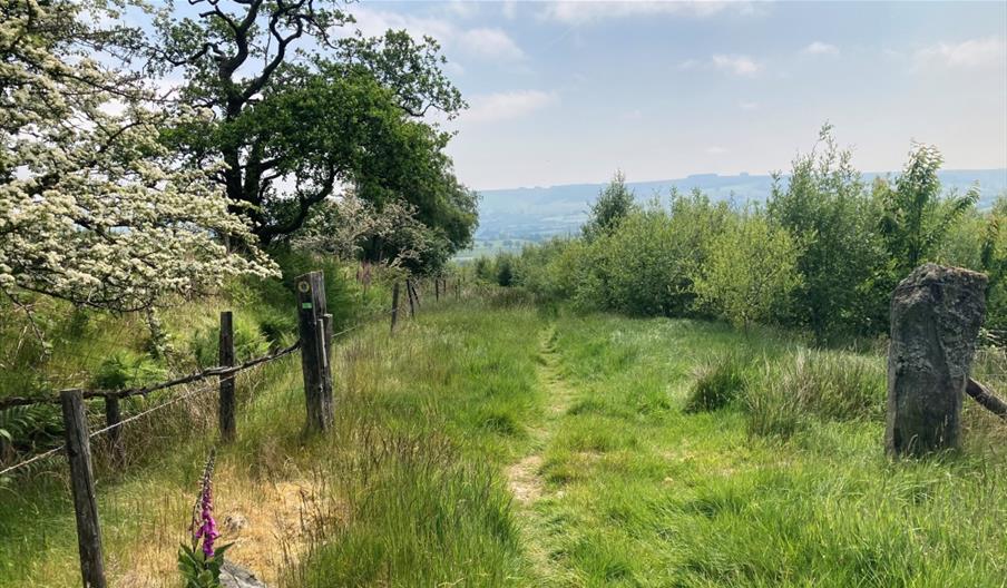 Drovers Walks with Green Events Llanwtyd Wells