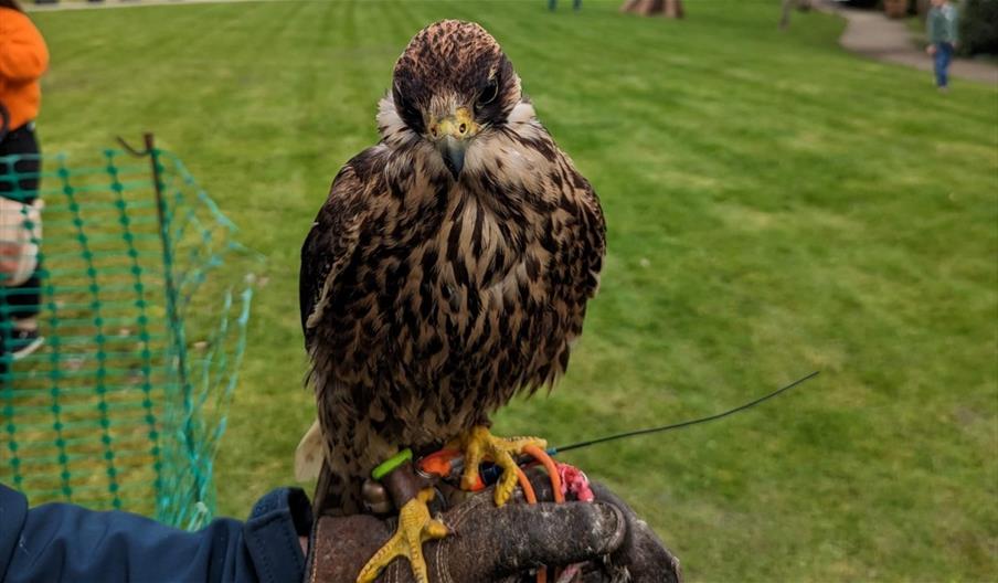 Falconry Display | Cardigan Castle