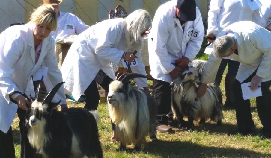 Machen Show - Pygmy Goats Class