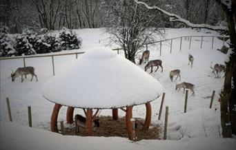 Reindeer Lodge Festival