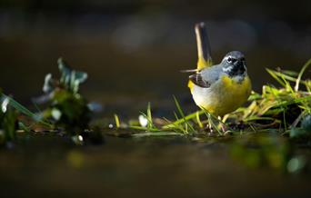 Grey Wagtail - Image Credit: Ben Andrew