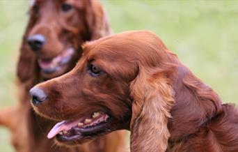 Working & Pastoral Breeds Association of Wales