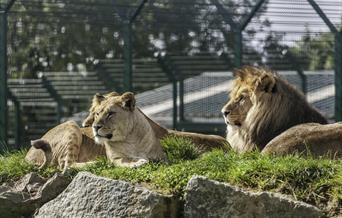 Folly Farm Adventure Park and Zoo