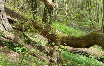 Cwm Byddog Nature Reserve