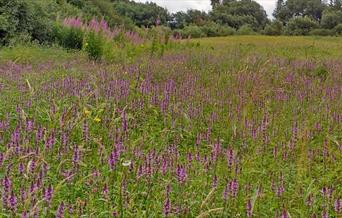 Dolydd Hafren Nature Reserve