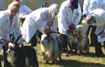 Machen Show - Pygmy Goats Class