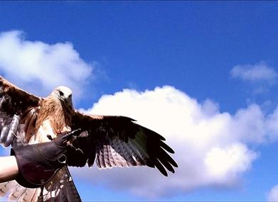 British Bird Of Prey Centre Wales  Flying Experiences Carmarthenshire