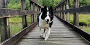 Rhiwargor Waterfall - dog on bridge