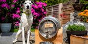 Y Ffarmers, country pub near Aberystwyth - dogs welcome pub