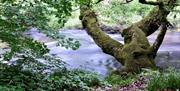 River Wood Gallery & Bookshop, inspired by nature