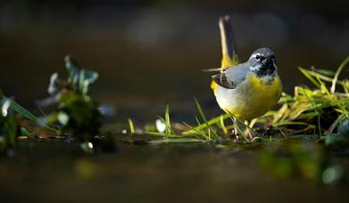 Grey Wagtail - Image Credit: Ben Andrew