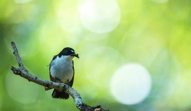 Pied Flycatcher - Image Credit: Ben Andrew