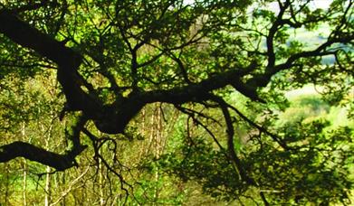 Coed Crafnant Reserve